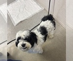 Small Poodle (Toy)-ShihPoo Mix