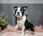 Puppy Cassie Boston Terrier