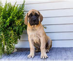 Small Photo #38 Mastiff Puppy For Sale in WAKARUSA, IN, USA