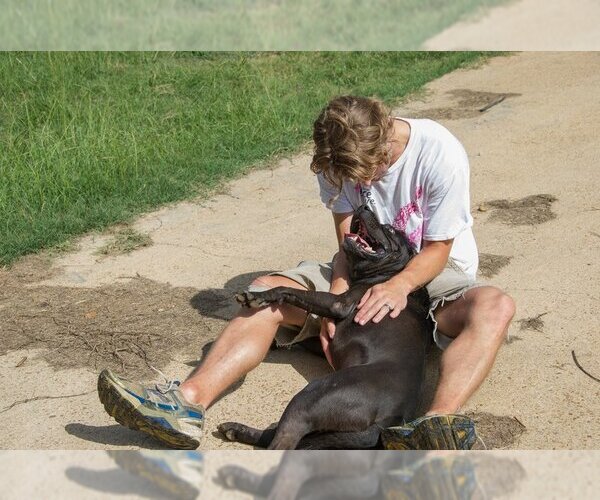 Medium Photo #2 American Pit Bull Terrier Puppy For Sale in Jackson, MS, USA