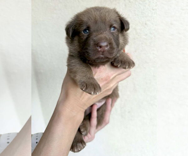Medium Photo #7 American Staffordshire Terrier-Siberian Husky Mix Puppy For Sale in Corona, CA, USA