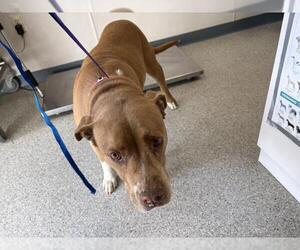 Mutt Dogs for adoption in Visalia, CA, USA
