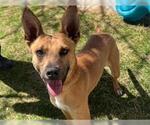 Small Basenji Mix