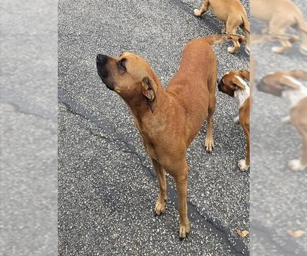 Medium Photo #1 Boxer Puppy For Sale in San Antonio, TX, USA