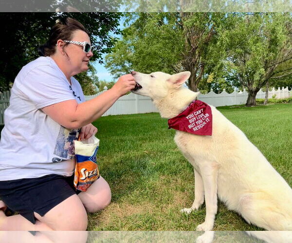 Medium Photo #2 - Mix Puppy For Sale in Gretna, NE, USA