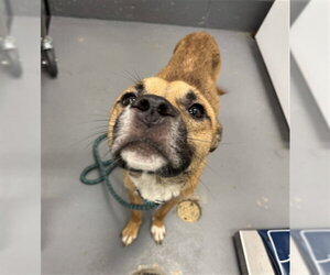 Mutt Dogs for adoption in Peoria, IL, USA