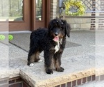 Small #7 Bernedoodle