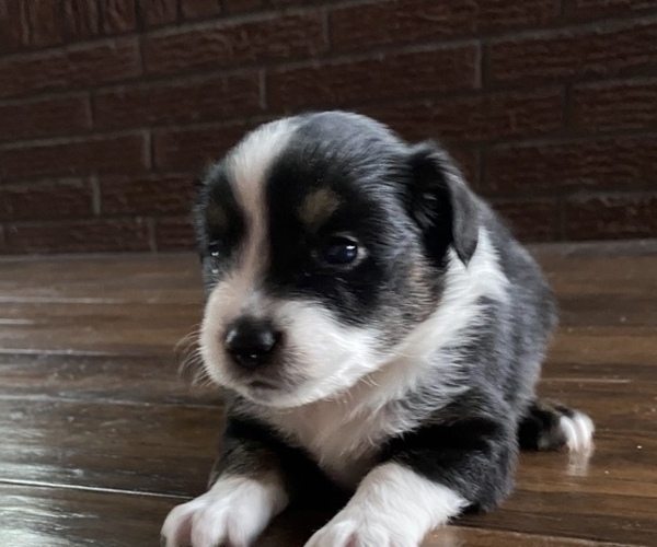Medium Photo #5 Miniature Australian Shepherd Puppy For Sale in BRANDON, MS, USA