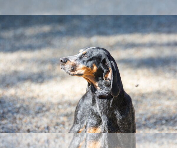 Medium Photo #2 Mutt Puppy For Sale in Hilton Head, SC, USA