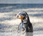 Small #1 Mutt