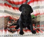 Small Photo #109 Labrador Retriever Puppy For Sale in MERIDEN, KS, USA