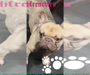 Father of the French Bulldog puppies born on 02/11/2025