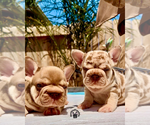 Small #3 French Bulldog