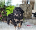 Small Photo #1 Goldendoodle-Poodle (Toy) Mix Puppy For Sale in MILLERSBURG, OH, USA