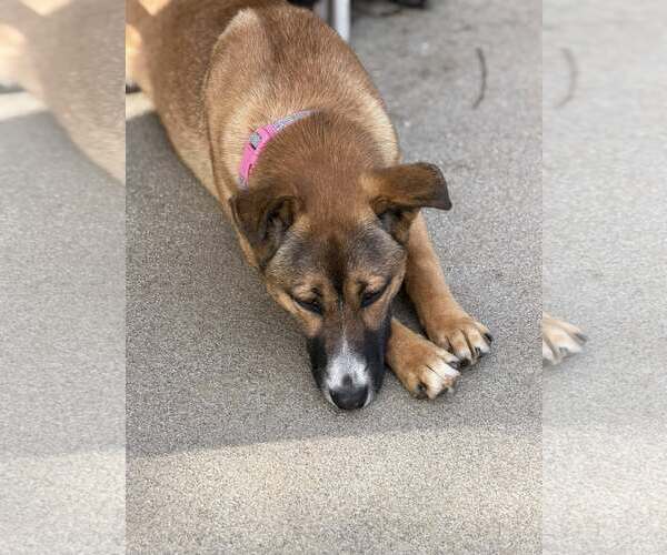 Medium Photo #5 German Shepherd Dog-Unknown Mix Puppy For Sale in Turlock, CA, USA
