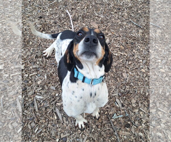 Medium Photo #4 Mutt Puppy For Sale in Clarkesville, GA, USA