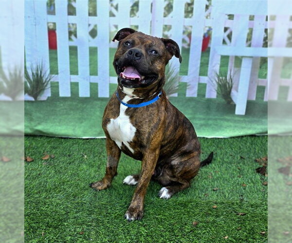 Medium Photo #1 Boxer-Unknown Mix Puppy For Sale in Long Beach, CA, USA