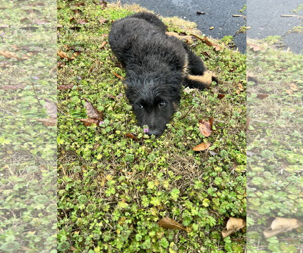 Medium Photo #7 German Shepherd Dog Puppy For Sale in McDonough, GA, USA