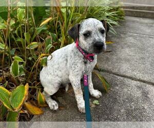 Mutt Dogs for adoption in Bethesda, MD, USA