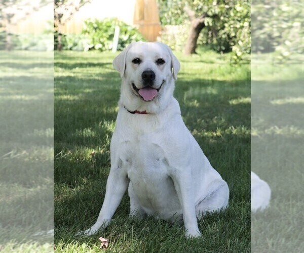 Medium Photo #1 Labrador Retriever Puppy For Sale in SYRACUSE, IN, USA
