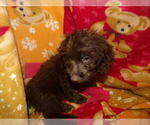 Small #1 Aussie-Poo