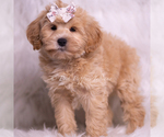 Small Photo #70 Maltipoo (Miniature) Puppy For Sale in WARSAW, IN, USA