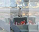 Small #1 Labrador Retriever Mix