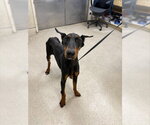 JACK - Male Doberman Pinscher Dog for Adoption - Small photo
