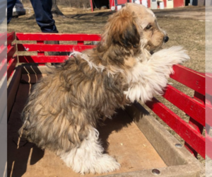 YorkiePoo Puppy for sale in BARRE MILLS, WI, USA