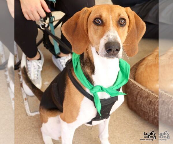 Medium Photo #4 Beagle-Unknown Mix Puppy For Sale in Washington, DC, USA