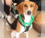 Small #3 Beagle Mix