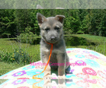 Small #5 German Shepherd Dog