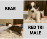 Small Photo #1 Australian Shepherd Puppy For Sale in GATESVILLE, TX, USA