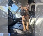 Small #4 Belgian Malinois