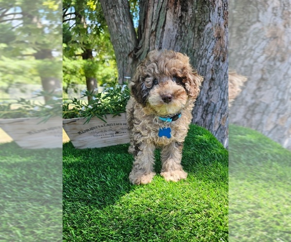 Medium Photo #2 Poodle (Miniature) Puppy For Sale in INDIANAPOLIS, IN, USA