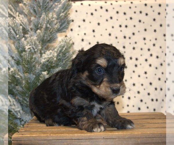Medium Photo #20 Aussiedoodle Miniature  Puppy For Sale in NEWBERRY, IN, USA