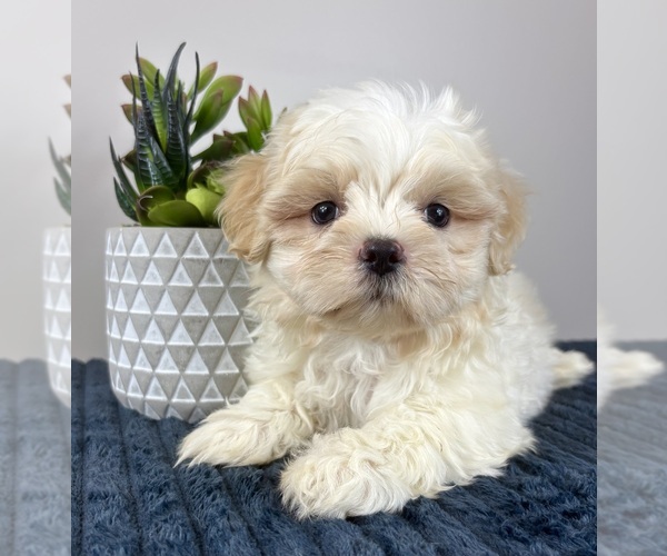 Medium Photo #2 Mal-Shi Puppy For Sale in INDIANAPOLIS, IN, USA