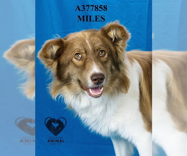 Medium Photo #2 Border Collie Puppy For Sale in Stockton, CA, USA
