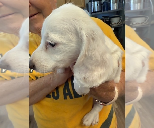 Medium Photo #10 Dachshund Puppy For Sale in ASHLAND, NE, USA