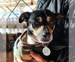 Chiweenie Dogs for adoption in San Jose, CA, USA