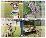 Small American Staffordshire Terrier