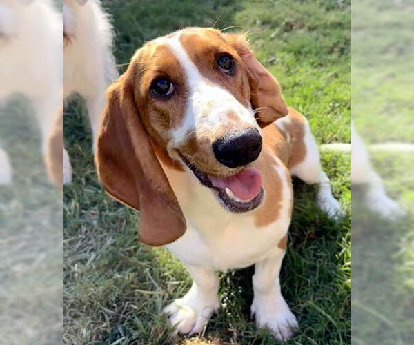 Medium Photo #2 Basset Hound Puppy For Sale in Deepwater, NJ, USA