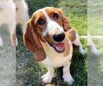 Small #1 Basset Hound