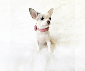 Chihuahua Puppy for sale in SACRAMENTO, CA, USA