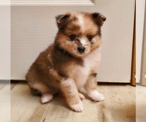 Pomeranian Puppy for sale in MOUNT VERNON, KY, USA