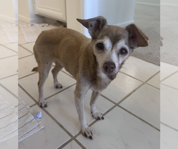 Medium Photo #2 Chihuahua-Unknown Mix Puppy For Sale in Newport Beach, CA, USA