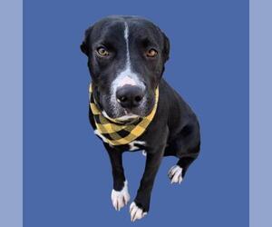 Mutt Dogs for adoption in Bakersfield, CA, USA