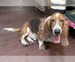 Small #2 Basset Hound