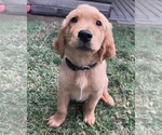 Puppy Black Boy Golden Retriever