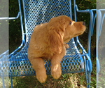 Image preview for Ad Listing. Nickname: Juliet